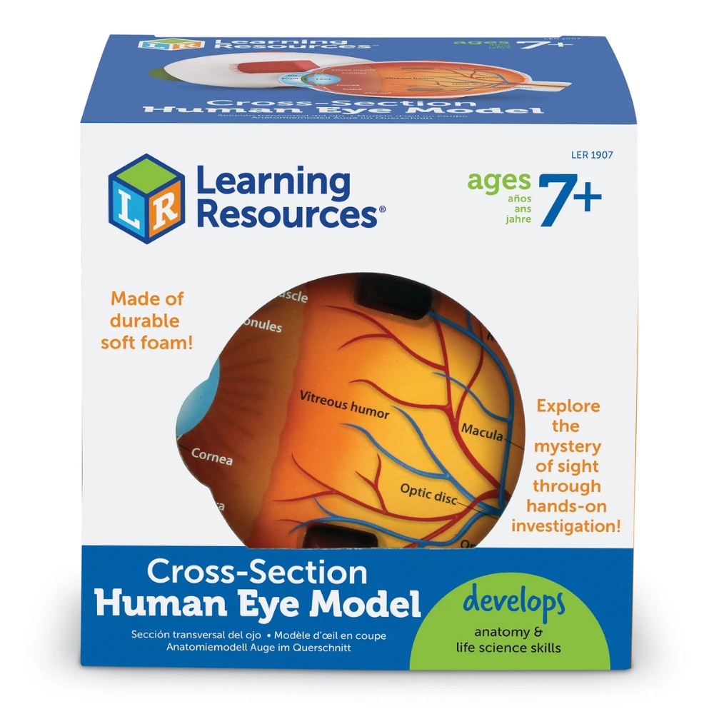 Learning Resources - Cross-Section Eye Model: 3D Human Anatomy Biology Tool