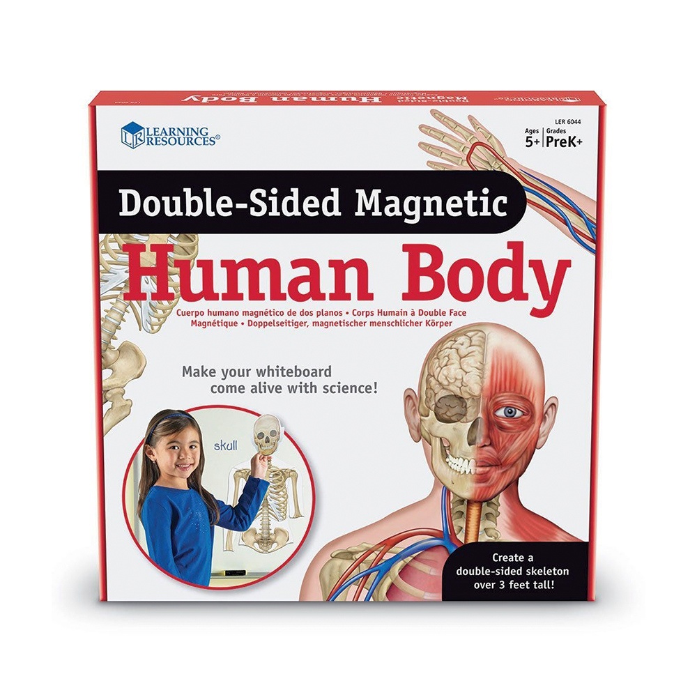 Learning Resources - Giant Magnetic Human Anatomy: Classroom Science Demo Set