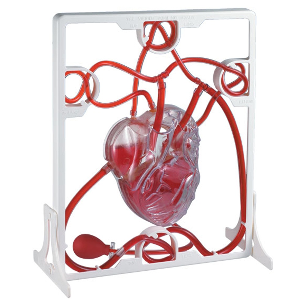 Edu-Toys - Pumping Heart