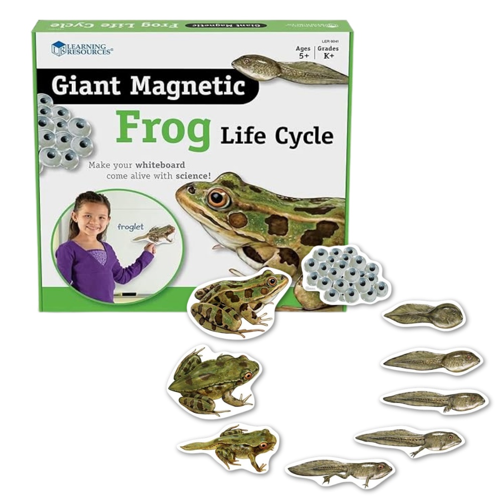 Learning Resources - Giant Magnetic Frog Life Cycle: Classroom Science Demo Set