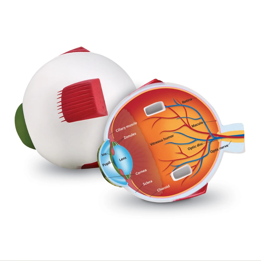 Learning Resources - Cross-Section Eye Model: 3D Human Anatomy Biology Tool