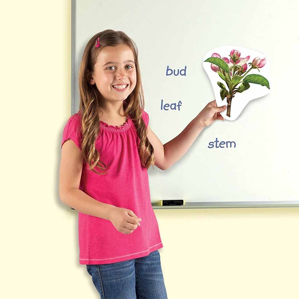 Learning Resources - Giant Magnetic Plant Life Cycle: Classroom Science Demo Set