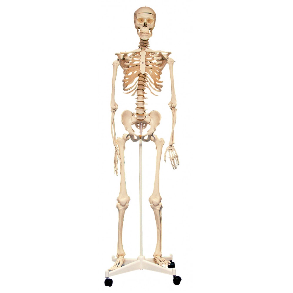 Edu-Toys - Skeleton with Stand - 160 cm - 8pcs