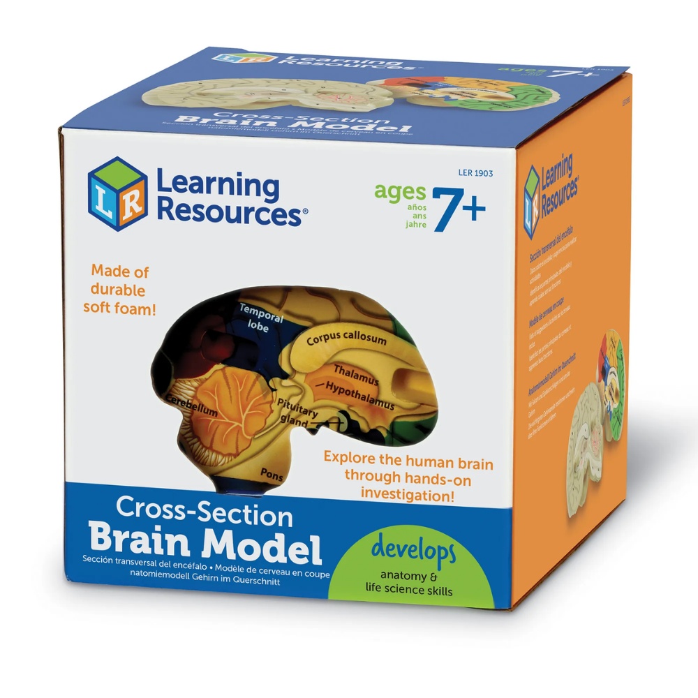 Learning Resources - Cross-section Brain Model: 3D Human Anatomy Biology Tool