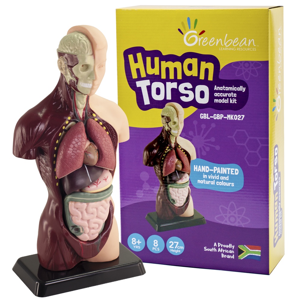 Greenbean - Human Anatomy Model 27cm 8pcs
